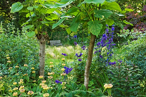 OLD_THATCH__BERKSHIRE_BENCH_BESIDE_LAWN_IN_THE_CIRCLE_GARDEN_SEEN_THROUGH_PHLOMIS__AND_PAULONIA_TOME