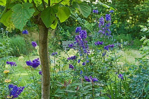 OLD_THATCH__BERKSHIRE_BENCH_BESIDE_LAWN_IN_THE_CIRCLE_GARDEN_SEEN_THROUGH_PHLOMIS__AND_PAULONIA_TOME