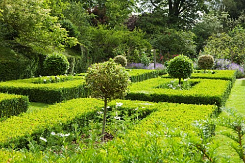 OLD_THATCH__BERKSHIRE_THE_FORMAL_GARDEN_OF_CLIPPED_BOX_HEDGES_AND_LOLLIPOPS_OF_VARIEGATED_YEW
