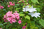 OLD THATCH  BERKSHIRE: ROSE - CLEMATIS MARIE BOISSELOT AND ROSE - ROSA PINK GROOTENDORST