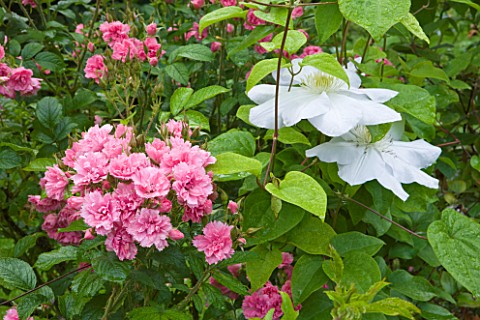OLD_THATCH__BERKSHIRE_ROSE__CLEMATIS_MARIE_BOISSELOT_AND_ROSE__ROSA_PINK_GROOTENDORST