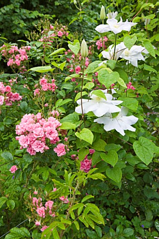 OLD_THATCH__BERKSHIRE_ROSE__CLEMATIS_MARIE_BOISSELOT_AND_ROSE__ROSA_PINK_GROOTENDORST