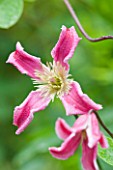 THE OLD THATCH  BERKSHIRE: CLEMATIS TEXENSIS ETOILE ROSE