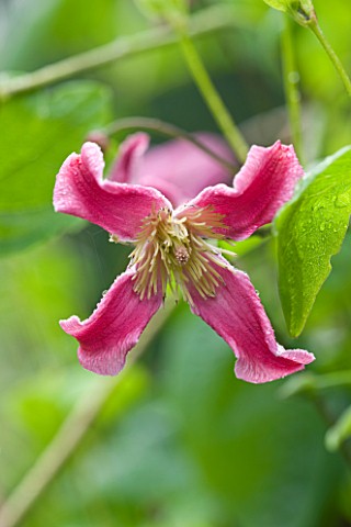 THE_OLD_THATCH__BERKSHIRE_CLEMATIS_TEXENSIS_ETOILE_ROSE