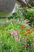 OLD THATCH  BERKSHIRE: PERENNIAL COTTAGE GARDEN PLANTS IN FRONT OF THATCHED COTTAGE - LYCHNIS CHALCEDONICA