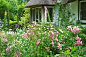 OLD THATCH  BERKSHIRE: PERENNIAL COTTAGE GARDEN PLANTS IN FRONT OF THATCHED COTTAGE - LYCHNIS CHALCEDONICA   FOXGLOVES  ROSES AND PINKS