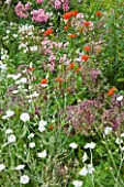 OLD THATCH  BERKSHIRE: PERENNIAL COTTAGE GARDEN PLANTS - LYCHNIS CHALCEDONICA   ROSES   ALLIUM CHRISTOPHII AND LYCHNIS CORONARIA