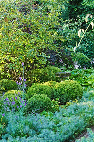 OLD_THATCH__BERKSHIRE_BIRD_BATH_SURROUNDED_BY_HOSTAS_AND_CLIPPED_LONICERA