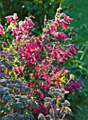 OLD THATCH  BERKSHIRE: LAWN AND BORDER WITH PENSTEMON GARNET