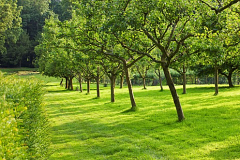 PAINSWICK_ROCOCO_GARDEN__GLOUCESTERSHIRE_APPLE_TREES_IN_THE_ORCHARD