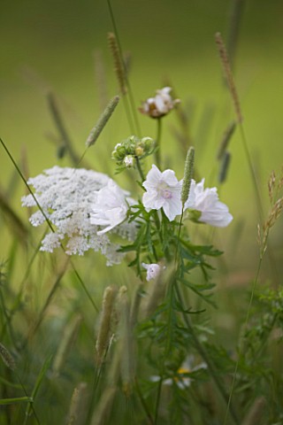 PAINSWICK_ROCOCO_GARDEN__GLOUCESTERSHIRE_WILDFLOWERS_BY_THE_EAGLE_HOUSE