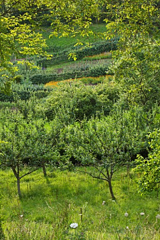 PAINSWICK_ROCOCO_GARDEN__GLOUCESTERSHIRE_ORCHARD_WITH_THE_KITCHEN_GARDEN