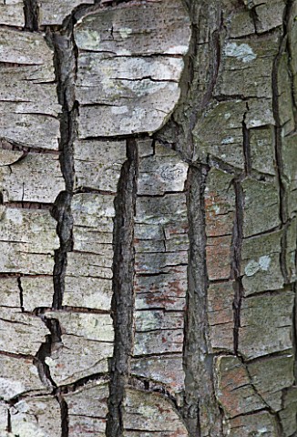 PAINSWICK_ROCOCO_GARDEN__GLOUCESTERSHIRE_BARK_OF_PEAR_LOUISE_BONNE_OF_JERSEY