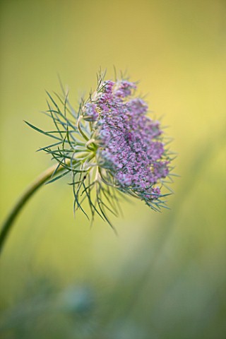PAINSWICK_ROCOCO_GARDEN__GLOUCESTERSHIRE_CLOSE_UP_OF_UMBELLIFER_IN_THE_MEADOW