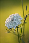 PAINSWICK ROCOCO GARDEN  GLOUCESTERSHIRE: CLOSE UP OF UMBELLIFER IN THE MEADOW