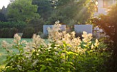 DEW POND HOUSE: DESIGN BY WILSON MCWILLIAM STUDIO - VIEW ACROSS MAIN BORDER AND LAWN TO REAR TERRACE - PERSICARIA POLYMORPHA IN MORNING LIGHT