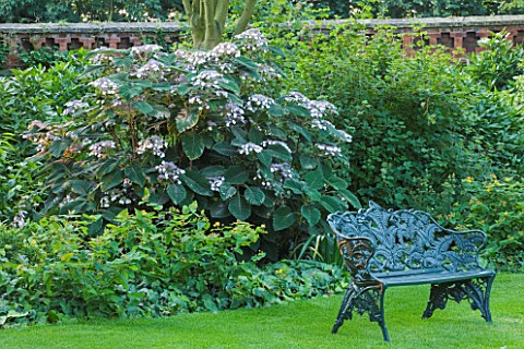 PECKOVER_HOUSE__WISBECH__CAMBRIDGESHIRE_THE_NATIONAL_TRUST__LAWN_WITH_METAL_SEAT_BENCH_AND_HYDRANGEA