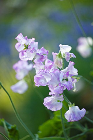 PECKOVER_HOUSE__WISBECH__CAMBRIDGESHIRE_THE_NATIONAL_TRUST__SWEET_PEA_FLOWERS_IN_THE_CENTENARY_BORDE