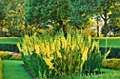 THE NATIONAL TRUST: CLIVEDEN  BUCKINGHAMSHIRE: THE PARTERRE IN EVENING LIGHT WITH YELLOW GLADIOLI AND VIEW TO THE WOODLAND BEYOND - AUGUST