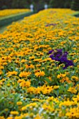 THE NATIONAL TRUST: CLIVEDEN  BUCKINGHAMSHIRE: BOX EDGED BEDS PLANTED WITH RUDBECKIA  IN THE LONG GARDEN  EVENING LIGHT