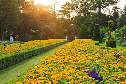 THE_NATIONAL_TRUST_CLIVEDEN__BUCKINGHAMSHIRE_TOPIARY_AND_BOX_EDGED_BEDS_PLANTED_WITH_RUDBECKIA__IN_T