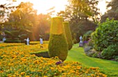 THE NATIONAL TRUST: CLIVEDEN  BUCKINGHAMSHIRE: TOPIARY AND BOX EDGED BEDS PLANTED WITH RUDBECKIA  IN THE LONG GARDEN  EVENING LIGHT
