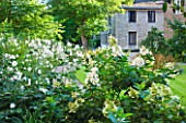WORCESTER COLLEGE  OXFORD: THE CASSON BUILDING WITH  HYDRANGEA PANICULATA LIMELIGHT AND ANEMONE X HYBRIDA  HONORINE JOBERT