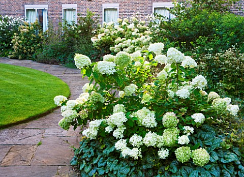 WORCESTER_COLLEGE__OXFORD_THE_CASSON_BUILDING_WITH_HYDRANGEA_ANNABELLE__HYDRANGEA_PANICULATA_LIMELIG
