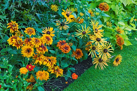 WORCESTER_COLLEGE__OXFORD_PLANT_COMBINATION_IN_BORDER_WITH_RUDBECKIA_HIRTA_CHIM_CHIMINEE_ON_RIGHT