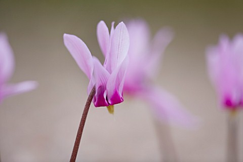CLOSE_UP_OF_THE_PINK_FLOWER_OF_CYCLAMEN_ROHITSIANUM