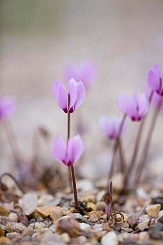 CLOSE_UP_OF_THE_PINK_FLOWER_OF_CYCLAMEN_CILICIUM
