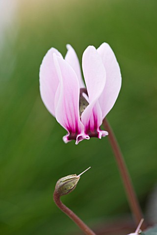 CLOSE_UP_OF_THE_PINK_FLOWER_OF_CYCLAMEN_GRAECUM