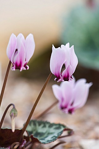 CLOSE_UP_OF_THE_PINK_FLOWER_OF_CYCLAMEN_GRAECUM