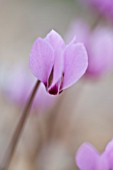 CLOSE UP OF THE PINK FLOWER OF CYCLAMEN CILICIUM