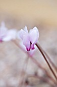 CLOSE UP OF THE PINK FLOWER OF CYCLAMEN AFRICANUS