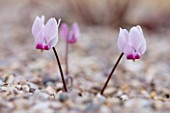 CLOSE UP OF THE PINK FLOWER OF CYCLAMEN ROHITSIANUM
