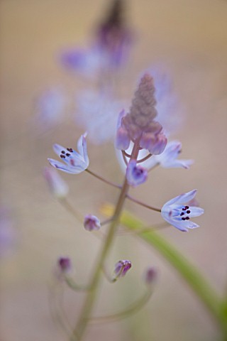 CLOSE_UP_OF_THE_FLOWER_OF_SCILLA__AUTUMNALIS