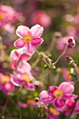 THE PINK FLOWERS OF JAPANESE ANEMONE - ANEMONE HUPEHENSIS PRAECOX