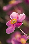 THE PINK FLOWERS OF JAPANESE ANEMONE - ANEMONE HUPEHENSIS PRAECOX