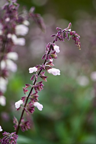 CLOSE_UP_OF_THE_FLOWER_OF_SALVIA_WAVERLY__SAGE