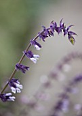 CLOSE UP OF THE FLOWER OF SALVIA WAVERLY - SAGE