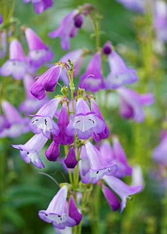CLOSE_UP_OF_THE_FLOWER_OF_PENSTEMON_ALICE_HINDLEY