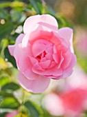 CLOSE UP OF THE PINK FLOWER OF ROSE - ROSA BONICA MEIDOMONAC