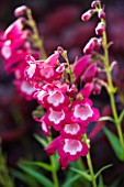 CLOSE UP OF THE PINK FLOWERS OF PENSTEMON GEORGE HOME