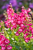 CLOSE UP OF THE PINK FLOWERS OF PENSTEMON GEORGE HOME
