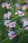CLOSE UP OF THE FLOWERS OF PENSTEMON MOTHER OF PEARL