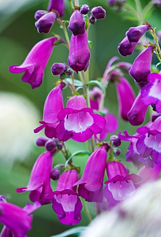 CLOSE_UP_OF_THE_FLOWERS_OF_PENSTEMON_COUNTESS_OF_DALKEITH