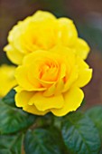 CLOSE UP OF THE YELLOW FLOWER OF ROSE - ROSA GOLDEN WEDDING
