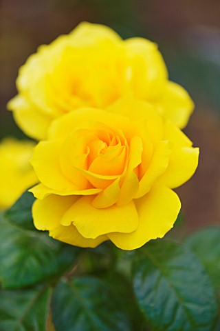 CLOSE_UP_OF_THE_YELLOW_FLOWER_OF_ROSE__ROSA_GOLDEN_WEDDING