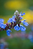 OLD COURT NURSERIES AND THE PICTON GARDEN  WORCESTERSHIRE: BLUE FLOWERS OF SALVIA ULIGINOSA  SAGE